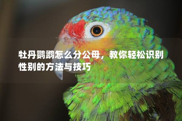 牡丹鹦鹉怎么分公母，教你轻松识别性别的方法与技巧