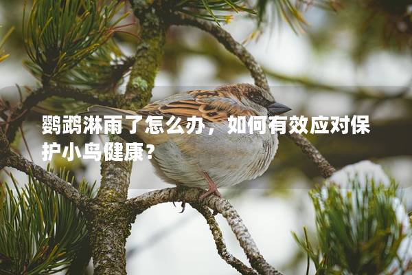 鹦鹉淋雨了怎么办，如何有效应对保护小鸟健康？
