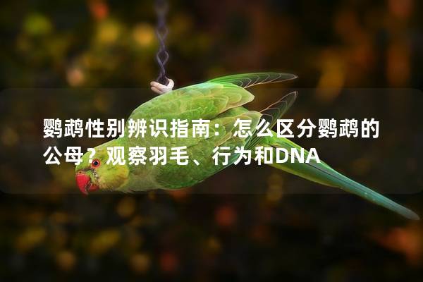 鹦鹉性别辨识指南：怎么区分鹦鹉的公母？观察羽毛、行为和DNA