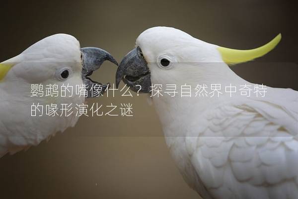 鹦鹉的嘴像什么？探寻自然界中奇特的喙形演化之谜
