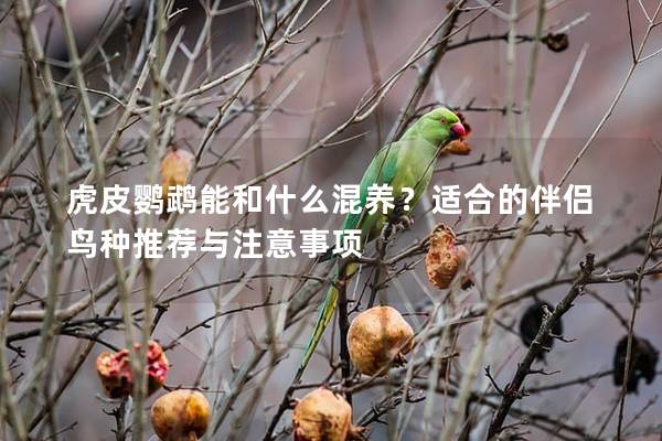 虎皮鹦鹉能和什么混养？适合的伴侣鸟种推荐与注意事项