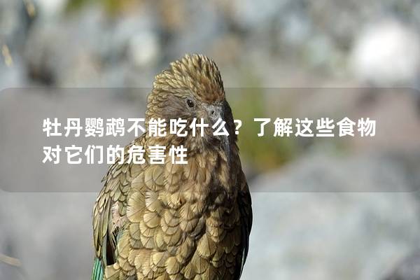 牡丹鹦鹉不能吃什么？了解这些食物对它们的危害性