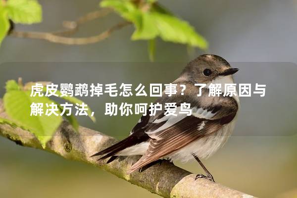 虎皮鹦鹉掉毛怎么回事？了解原因与解决方法，助你呵护爱鸟