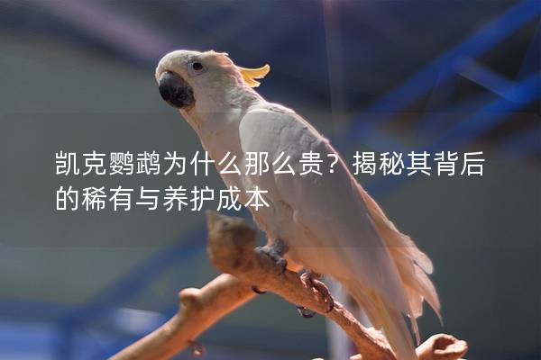 凯克鹦鹉为什么那么贵？揭秘其背后的稀有与养护成本