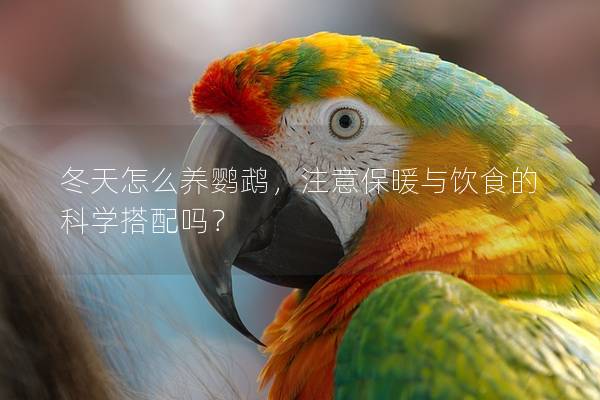 冬天怎么养鹦鹉，注意保暖与饮食的科学搭配吗？