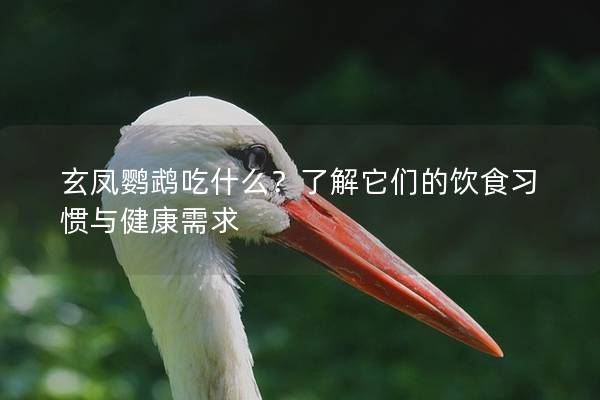 玄凤鹦鹉吃什么？了解它们的饮食习惯与健康需求