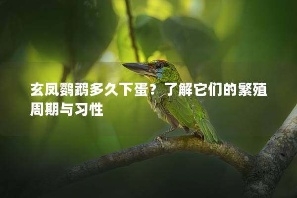 玄凤鹦鹉多久下蛋？了解它们的繁殖周期与习性
