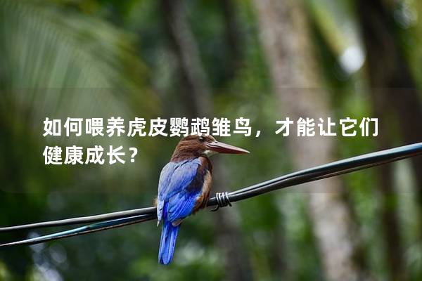 如何喂养虎皮鹦鹉雏鸟，才能让它们健康成长？