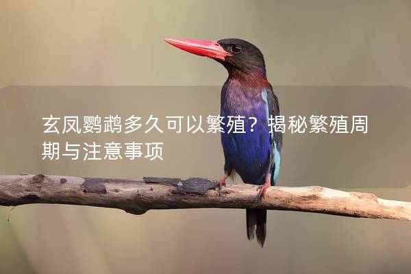 玄凤鹦鹉多久可以繁殖？揭秘繁殖周期与注意事项