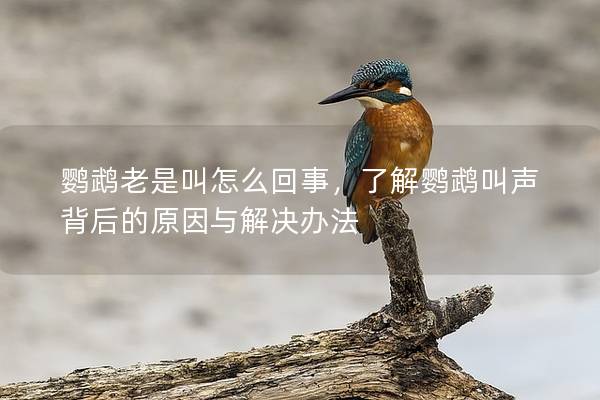 鹦鹉老是叫怎么回事，了解鹦鹉叫声背后的原因与解决办法