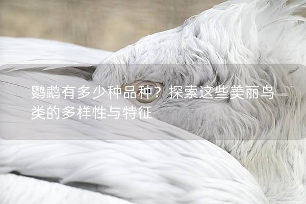 鹦鹉有多少种品种？探索这些美丽鸟类的多样性与特征