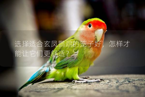选择适合玄凤鹦鹉的笼子好，怎样才能让它们更舒适？