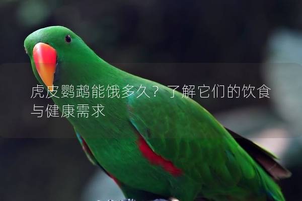 虎皮鹦鹉能饿多久？了解它们的饮食与健康需求