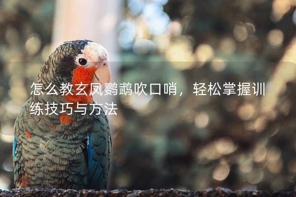 怎么教玄凤鹦鹉吹口哨，轻松掌握训练技巧与方法