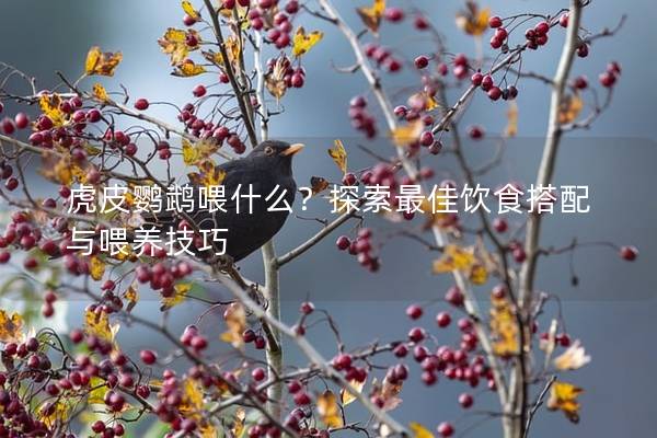 虎皮鹦鹉喂什么？探索最佳饮食搭配与喂养技巧