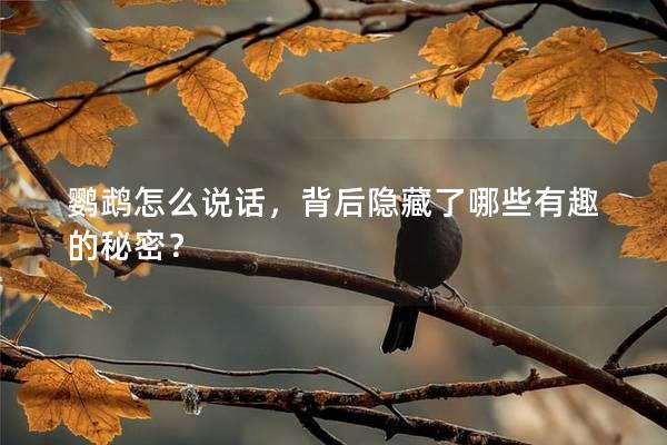 鹦鹉怎么说话，背后隐藏了哪些有趣的秘密？