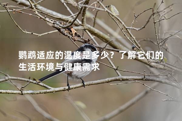 鹦鹉适应的温度是多少？了解它们的生活环境与健康需求