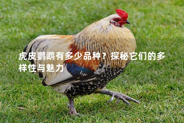 虎皮鹦鹉有多少品种？探秘它们的多样性与魅力