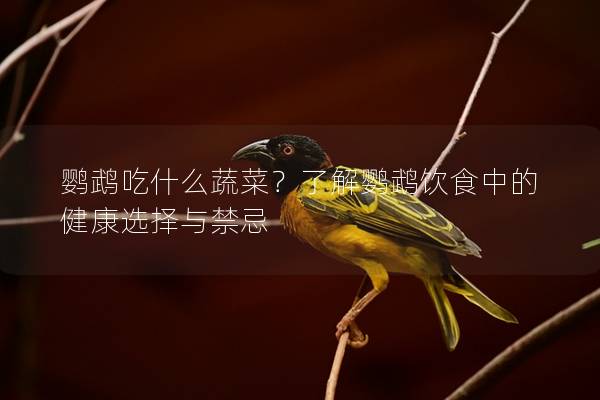 鹦鹉吃什么蔬菜？了解鹦鹉饮食中的健康选择与禁忌