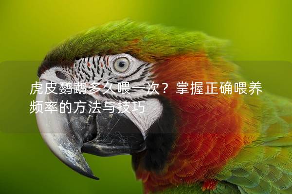 虎皮鹦鹉多久喂一次？掌握正确喂养频率的方法与技巧