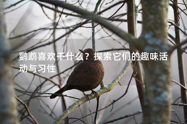 鹦鹉喜欢干什么？探索它们的趣味活动与习性