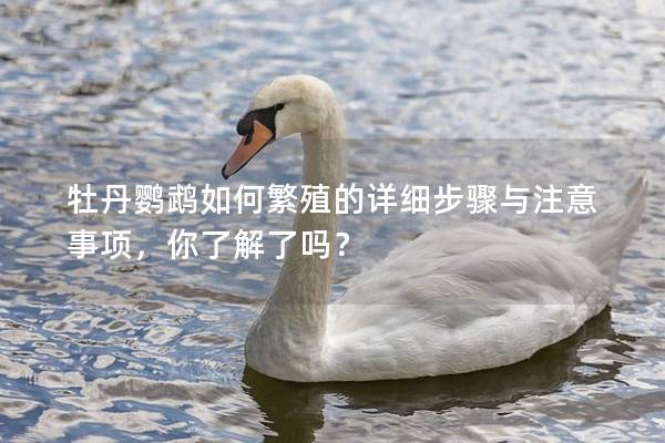 牡丹鹦鹉如何繁殖的详细步骤与注意事项，你了解了吗？