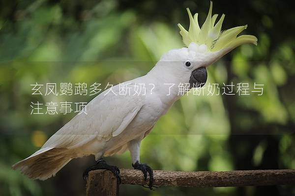 玄凤鹦鹉多久断奶？了解断奶过程与注意事项