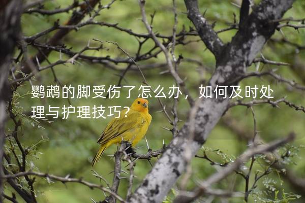 鹦鹉的脚受伤了怎么办，如何及时处理与护理技巧？