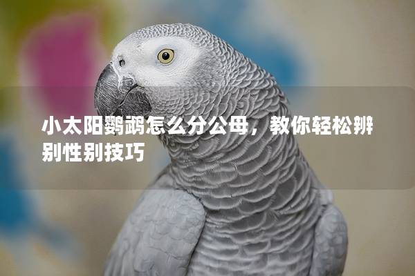 小太阳鹦鹉怎么分公母，教你轻松辨别性别技巧