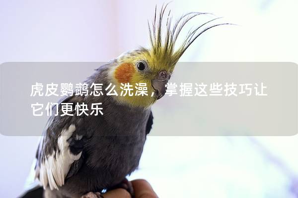 虎皮鹦鹉怎么洗澡，掌握这些技巧让它们更快乐