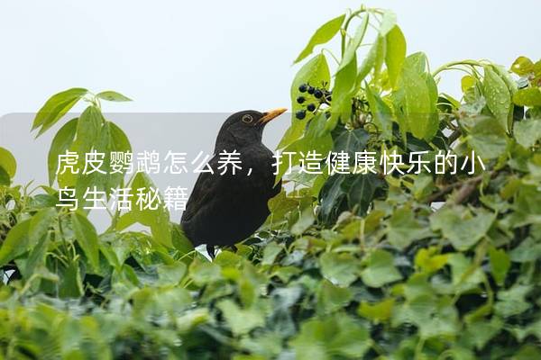 虎皮鹦鹉怎么养，打造健康快乐的小鸟生活秘籍