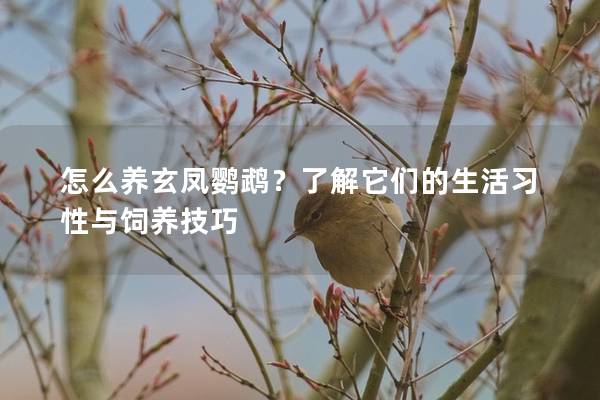 怎么养玄凤鹦鹉？了解它们的生活习性与饲养技巧