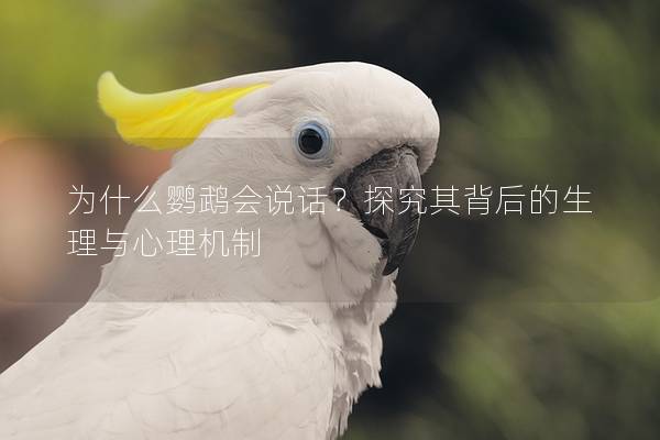 为什么鹦鹉会说话？探究其背后的生理与心理机制