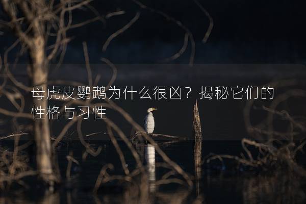母虎皮鹦鹉为什么很凶？揭秘它们的性格与习性