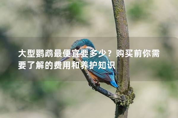 大型鹦鹉最便宜要多少？购买前你需要了解的费用和养护知识