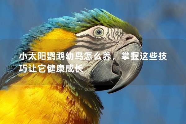 小太阳鹦鹉幼鸟怎么养，掌握这些技巧让它健康成长