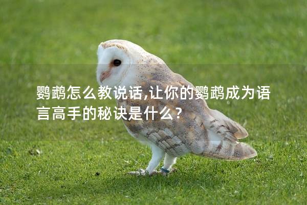 鹦鹉怎么教说话,让你的鹦鹉成为语言高手的秘诀是什么？