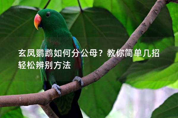 玄凤鹦鹉如何分公母？教你简单几招轻松辨别方法