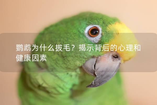 鹦鹉为什么拔毛？揭示背后的心理和健康因素