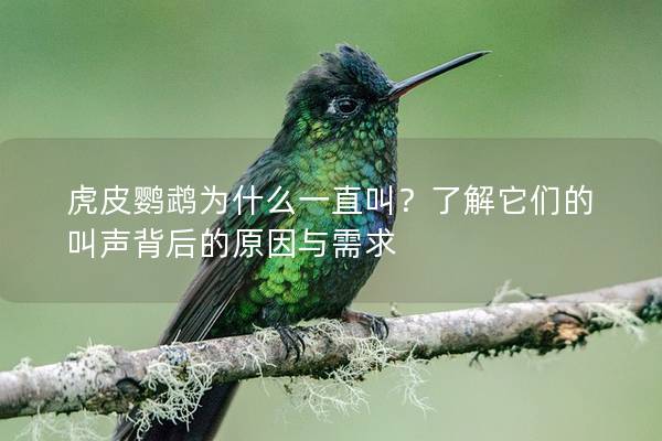 虎皮鹦鹉为什么一直叫？了解它们的叫声背后的原因与需求