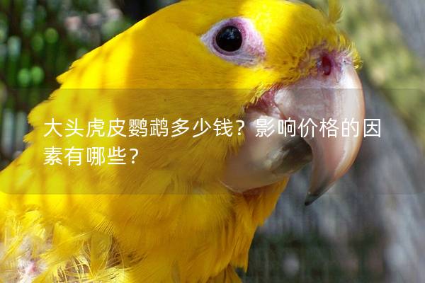 大头虎皮鹦鹉多少钱？影响价格的因素有哪些？
