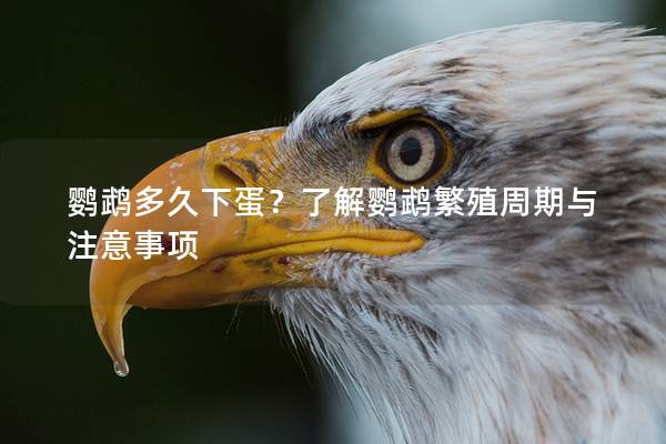 鹦鹉多久下蛋？了解鹦鹉繁殖周期与注意事项