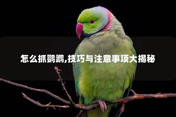 怎么抓鹦鹉,技巧与注意事项大揭秘