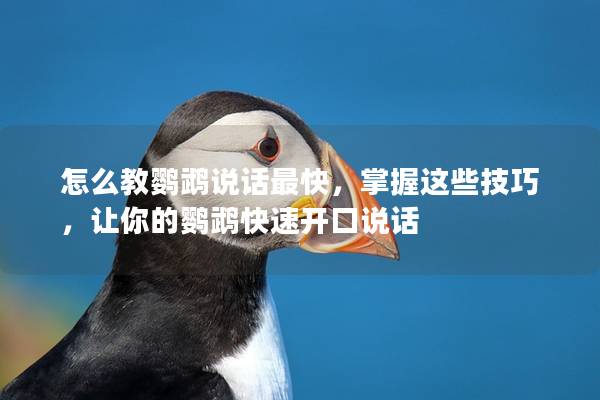 怎么教鹦鹉说话最快，掌握这些技巧，让你的鹦鹉快速开口说话