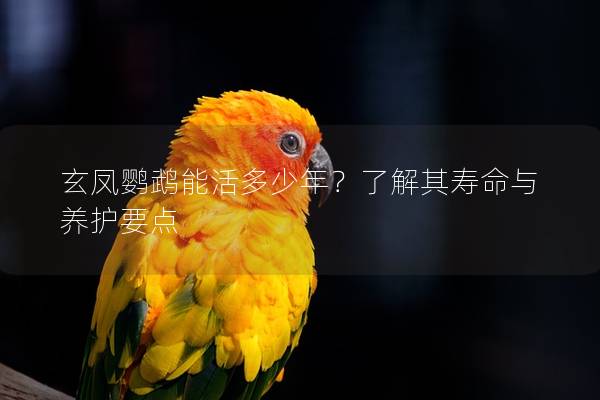 玄凤鹦鹉能活多少年？了解其寿命与养护要点