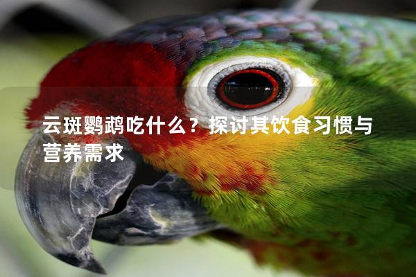 云斑鹦鹉吃什么？探讨其饮食习惯与营养需求