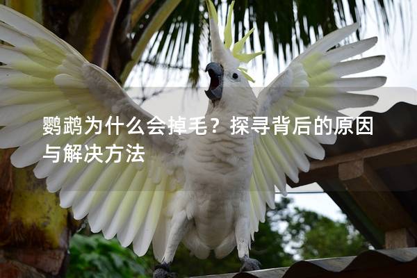 鹦鹉为什么会掉毛？探寻背后的原因与解决方法