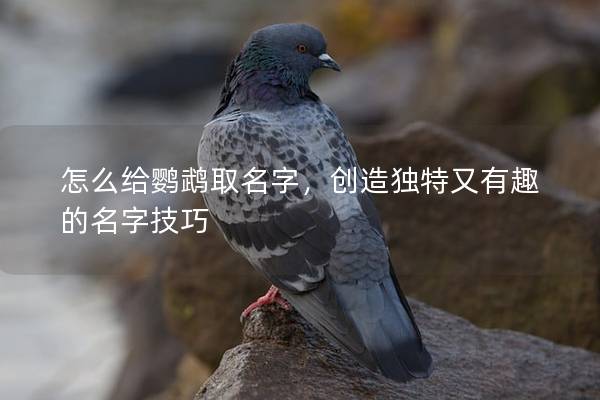 怎么给鹦鹉取名字，创造独特又有趣的名字技巧
