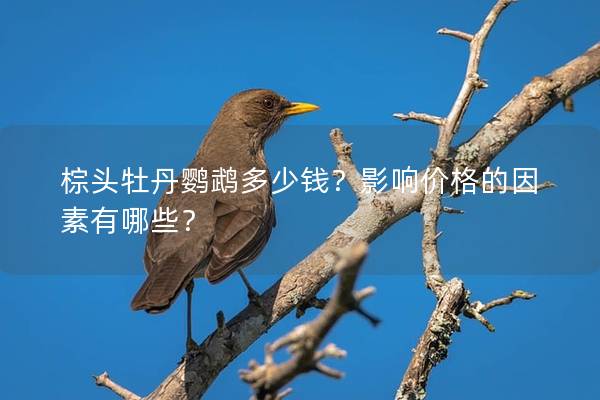 棕头牡丹鹦鹉多少钱？影响价格的因素有哪些？