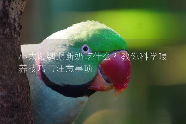 小太阳鹦鹉断奶吃什么？教你科学喂养技巧与注意事项